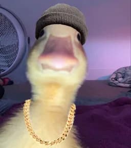 BigDuck