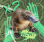 Parry the Platypus