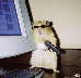 Rato Armado