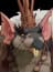 Rat King